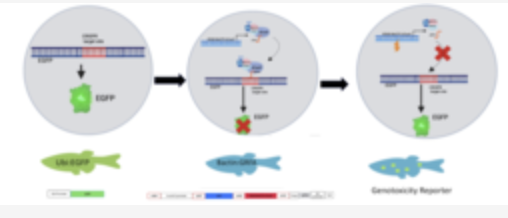 Real-time zebrafish reporter assay for monitoring tissue-specific genotoxicity