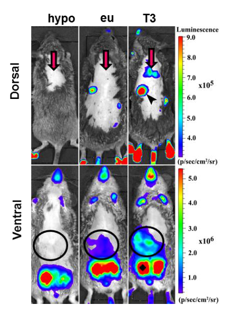 Thyroid Hormone Action Indicator Transgenic Mouse: the in vivo model to promote thyroid hormone-related R&D